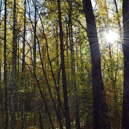 Solljus skiner genom träden i en av Ruissalos berömda skogar.