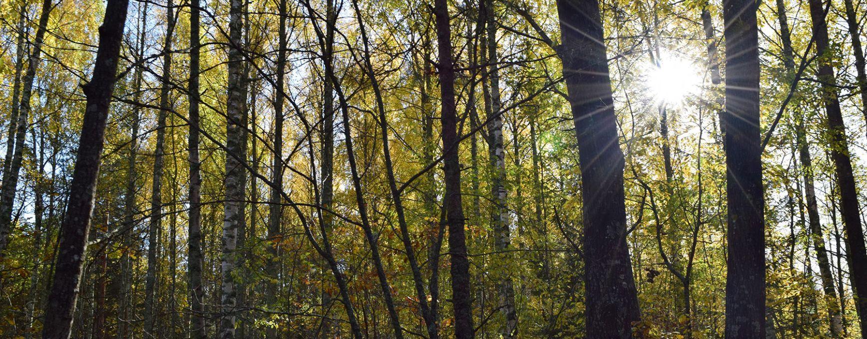 Sunlight shines through the trees in one of Ruissalo's famous forests.